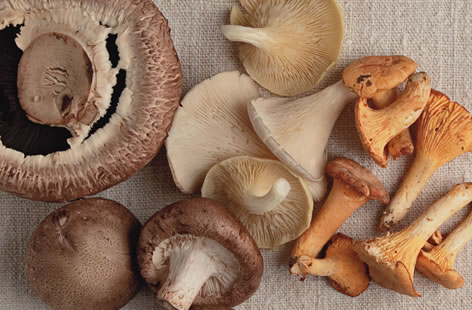Mushroom varieties